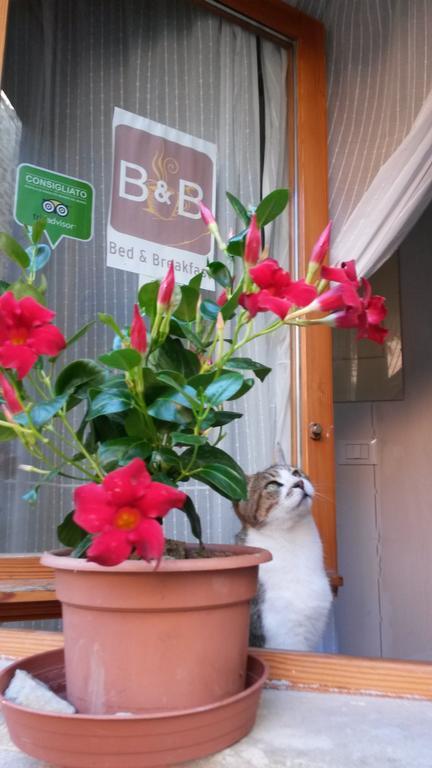 B&B Borgo Massovrana Castel di Casio 外观 照片